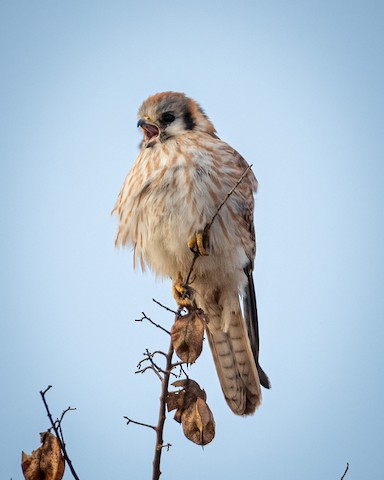 American Kestrel - James Kendall