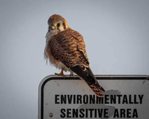 American Kestrel - James Kendall