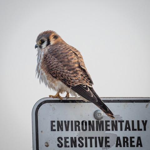 American Kestrel - James Kendall