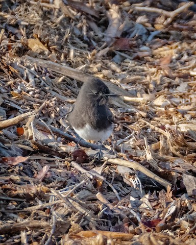 Black Phoebe - James Kendall