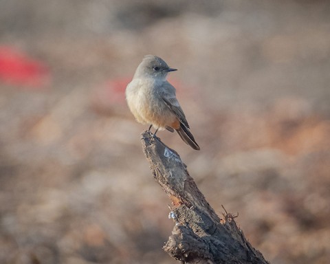 Say's Phoebe - James Kendall