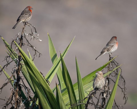 House Finch - James Kendall