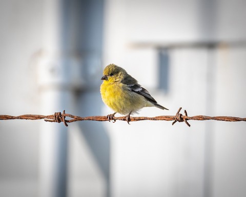 Lesser Goldfinch - James Kendall