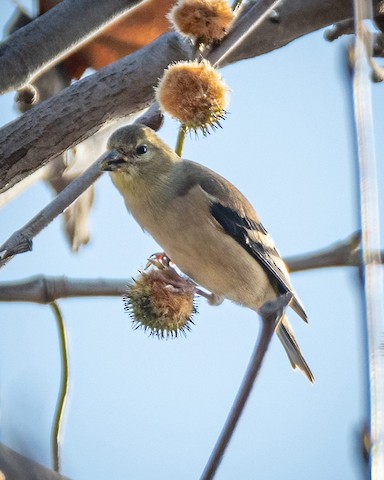 American Goldfinch - James Kendall