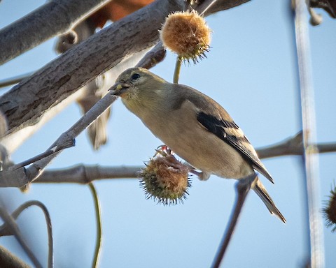 American Goldfinch - James Kendall