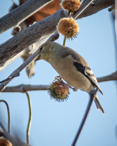 American Goldfinch - James Kendall