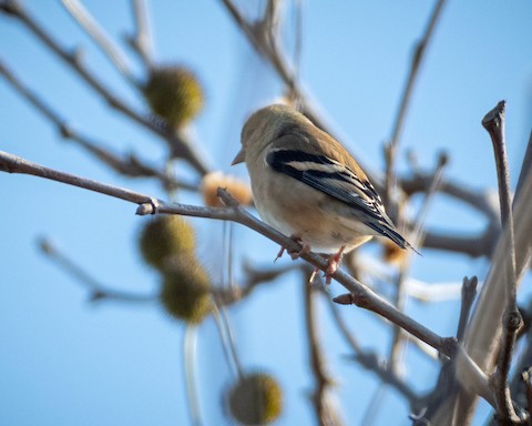 American Goldfinch - James Kendall