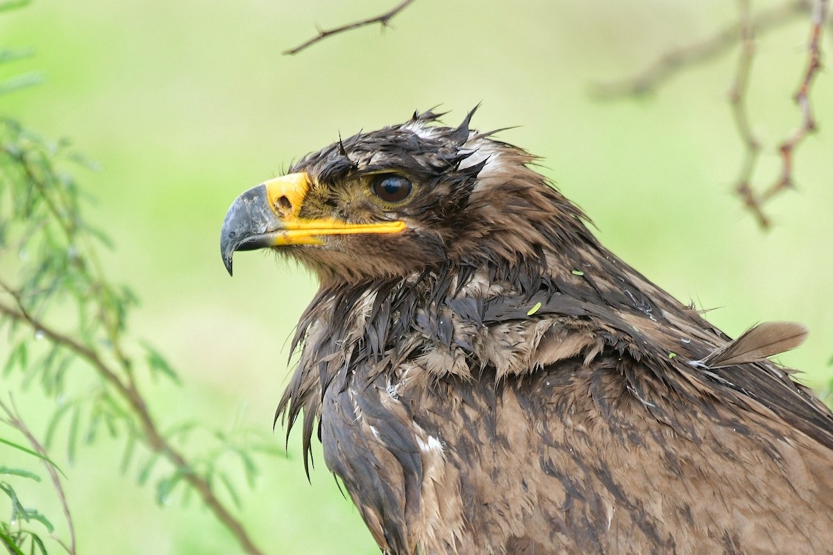 Steppe Eagle - Renuka Vijayaraghavan