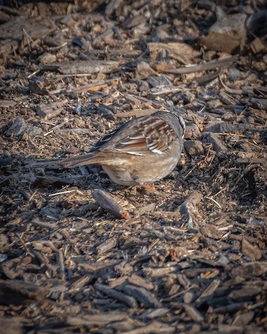 White-crowned Sparrow - James Kendall