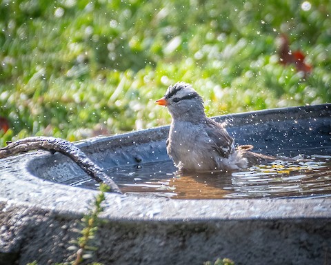 White-crowned Sparrow - James Kendall