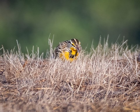 Western Meadowlark - James Kendall