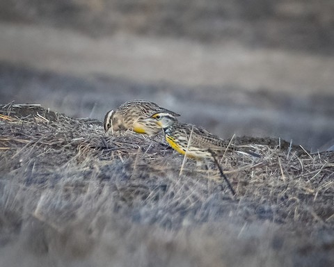 Western Meadowlark - James Kendall