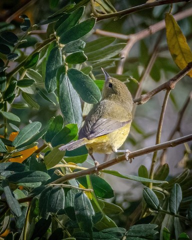 Orange-crowned Warbler - James Kendall