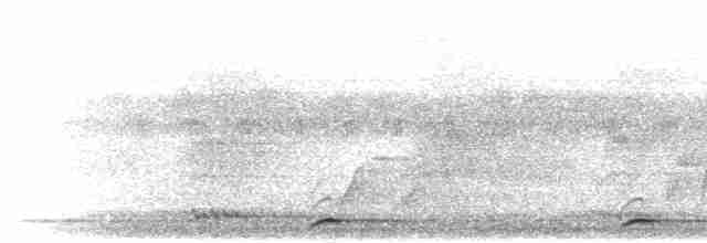 Малабарский бородастик - ML283153