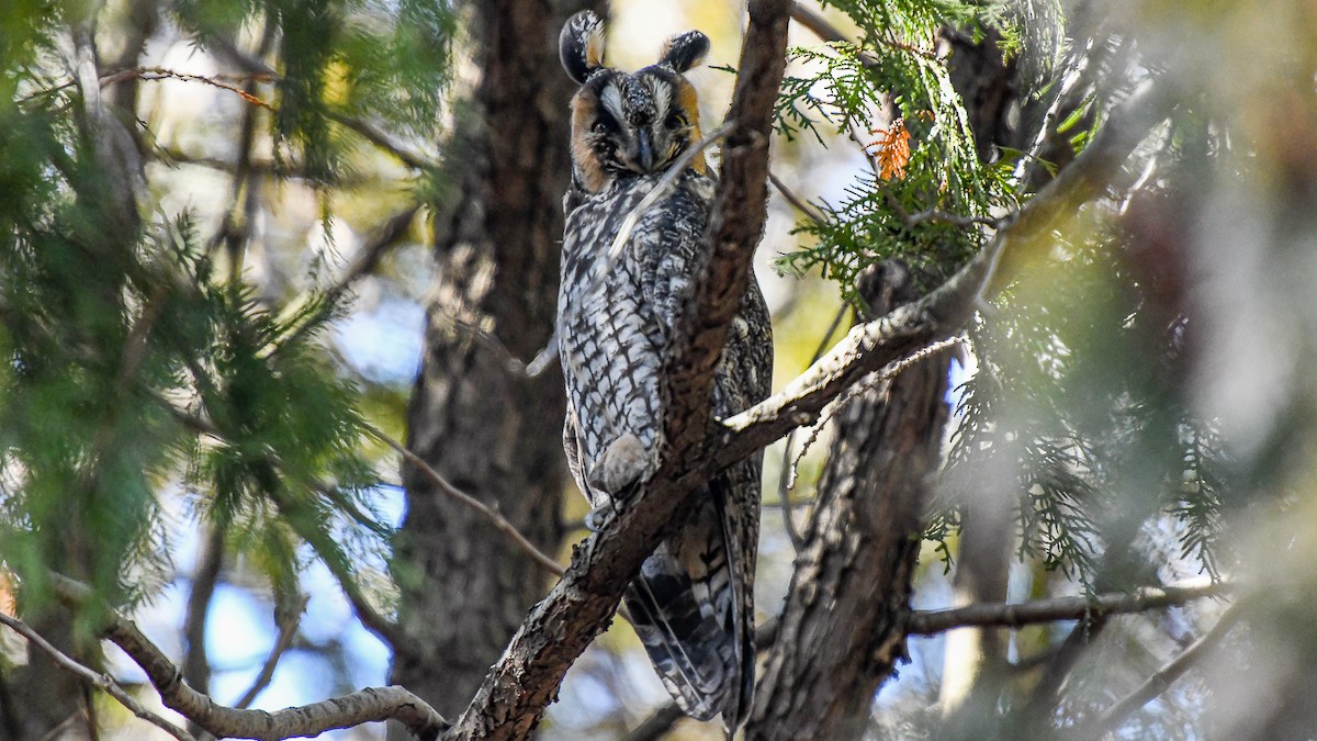 Long-eared Owl - ML283153251