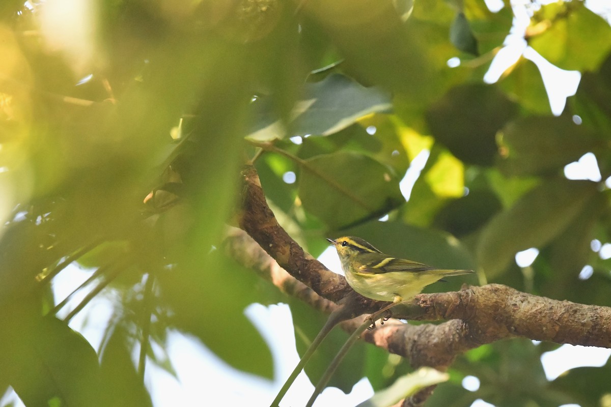 Pallas's Leaf Warbler - Ting-Wei (廷維) HUNG (洪)