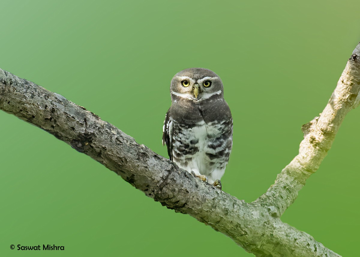 Forest Owlet - ML283156831