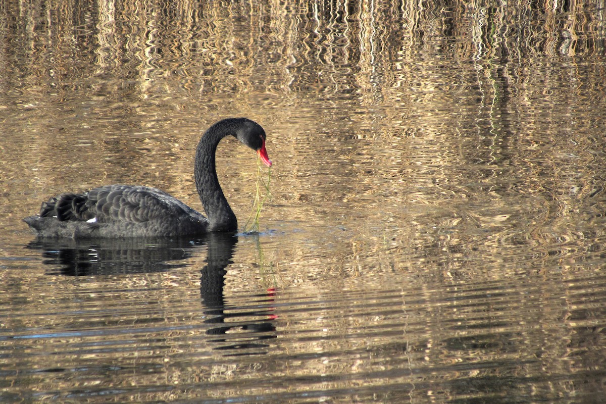 Black Swan - Pietro Melandri