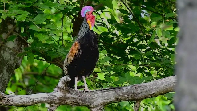 Green Junglefowl - ML283160081