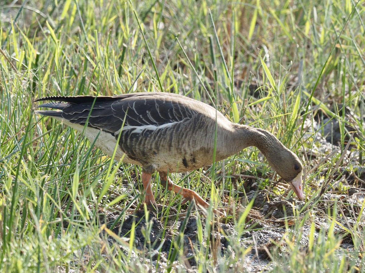 Greater White-fronted Goose - ML283163101