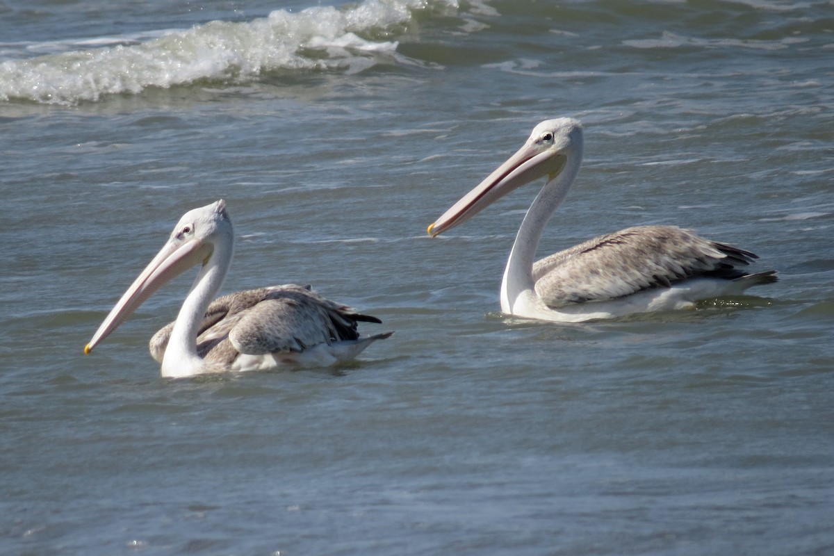 Pink-backed Pelican - Leszek Noga