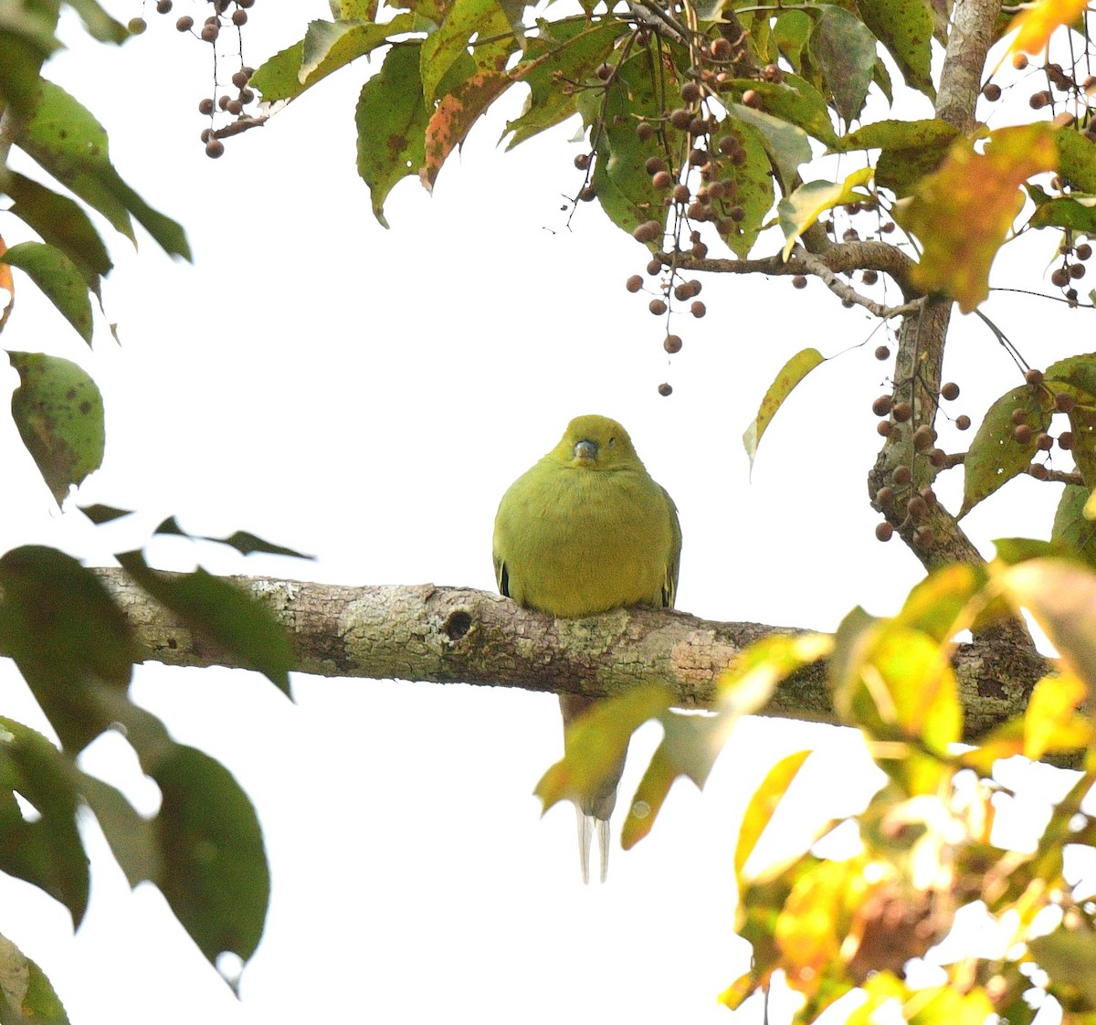 Pin-tailed Green-Pigeon - Nawal Ahuja