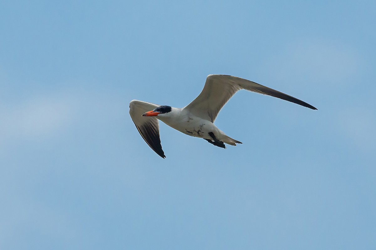 Caspian Tern - liewwk birdtourmalaysia