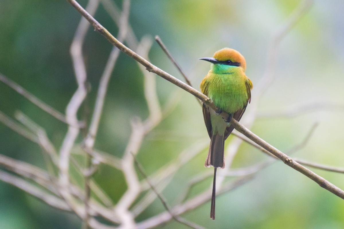 Asian Green Bee-eater - ML283175671