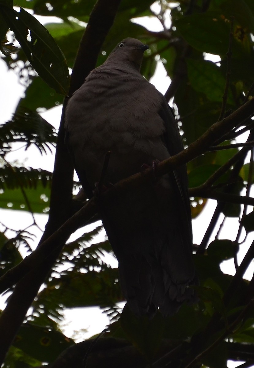 Peruvian Pigeon - ML283178161