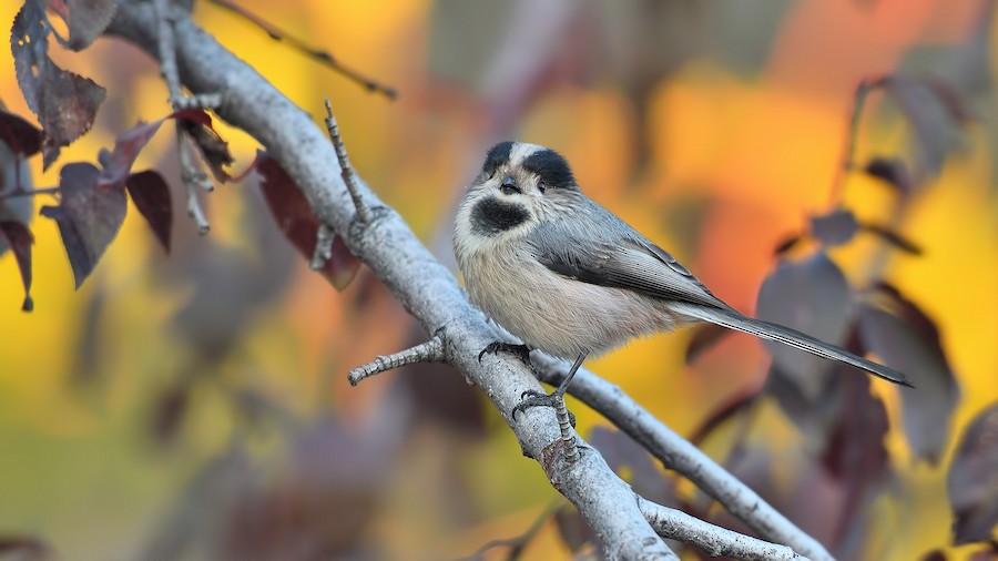 Дългоопашат синигер [Група alpinus] - eBird