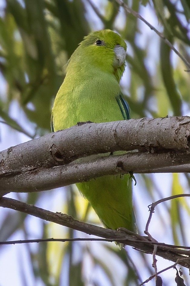 Mexican Parrotlet - ML283187641