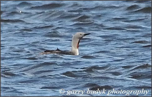 Red-throated Loon - ML28319451