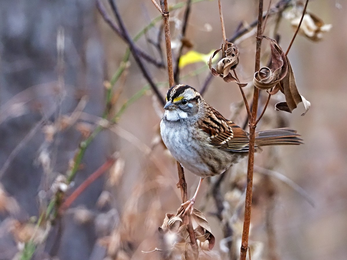 White-throated Sparrow - ML283195741