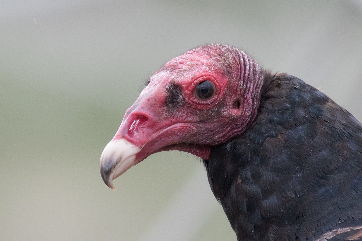 Turkey Vulture - Chuck Coxe