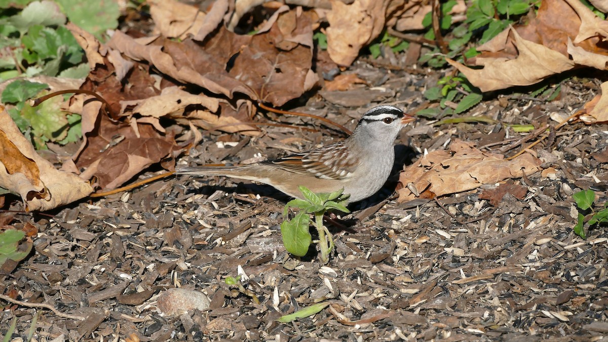 White-crowned Sparrow (leucophrys) - Avery Fish