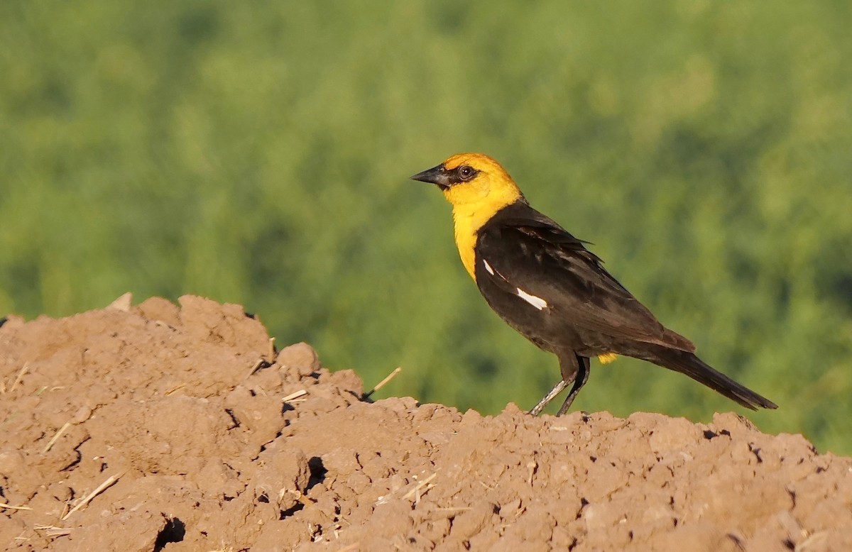 Yellow-headed Blackbird - ML283211281