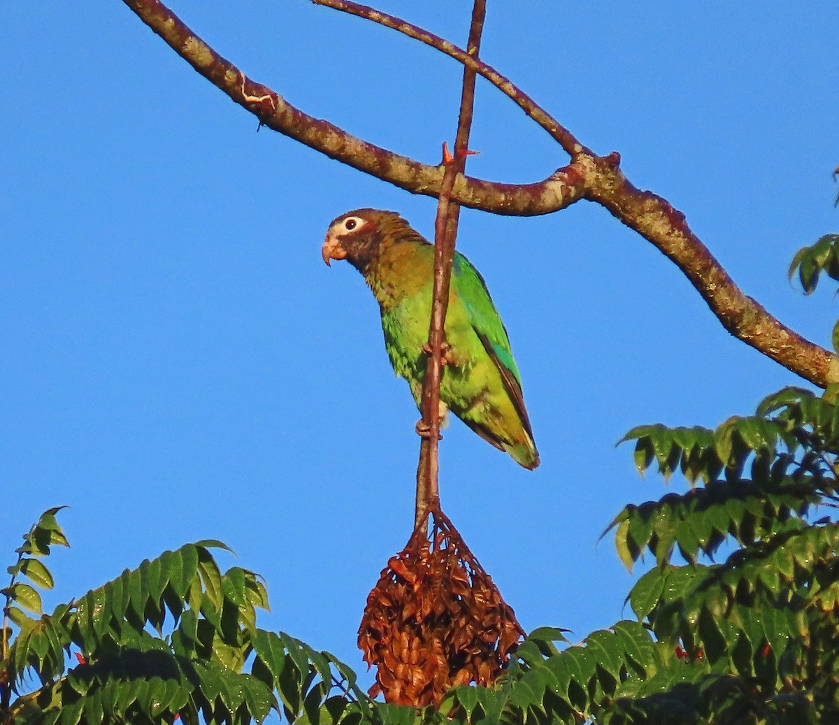 Brown-hooded Parrot - Mark Amershek