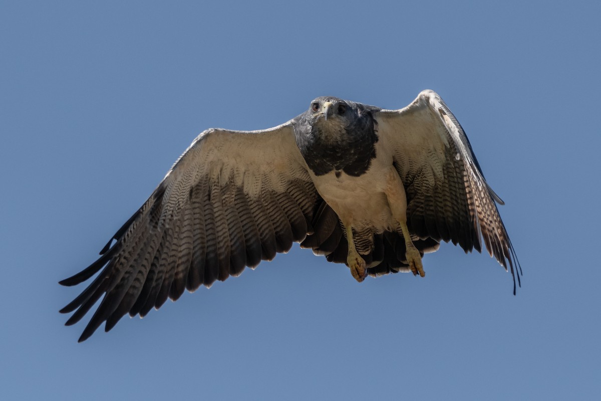 Black-chested Buzzard-Eagle - ML283215021