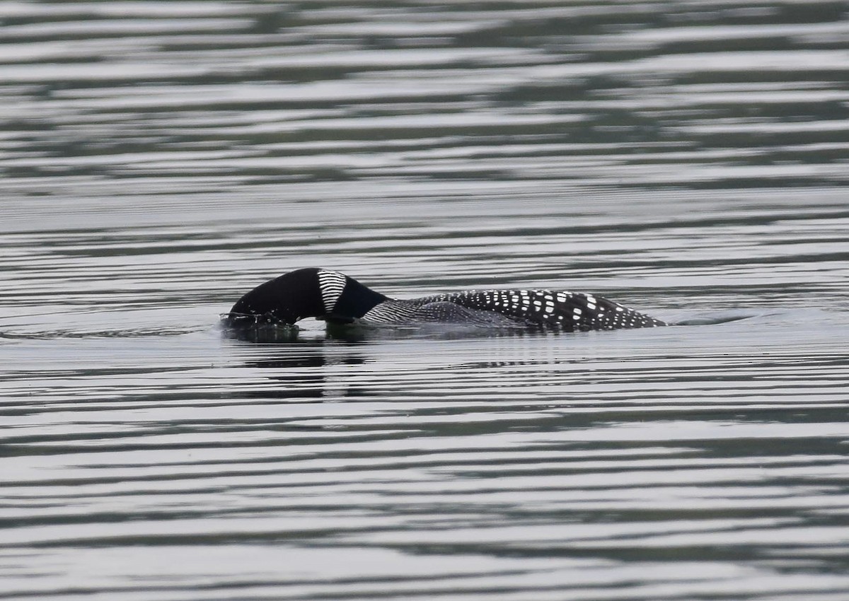 Common Loon - A Emmerson