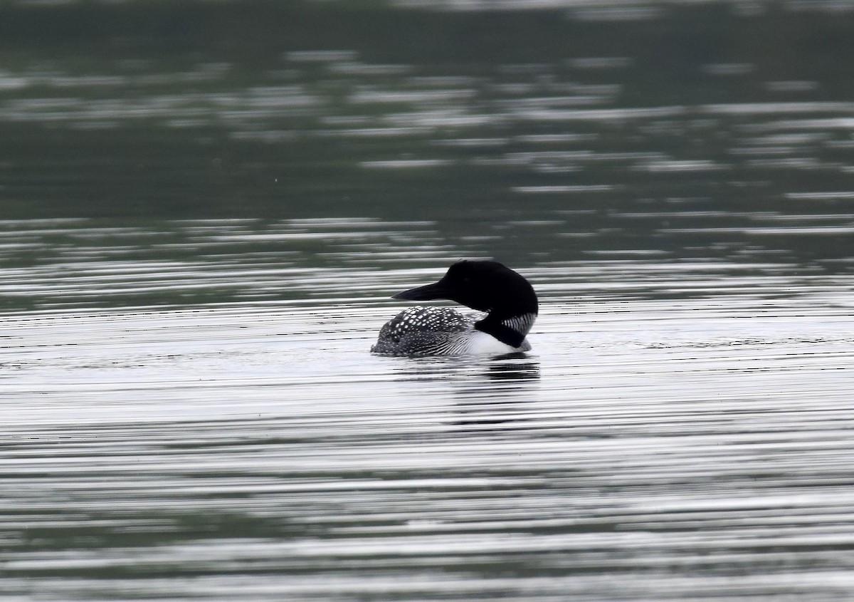 Common Loon - A Emmerson