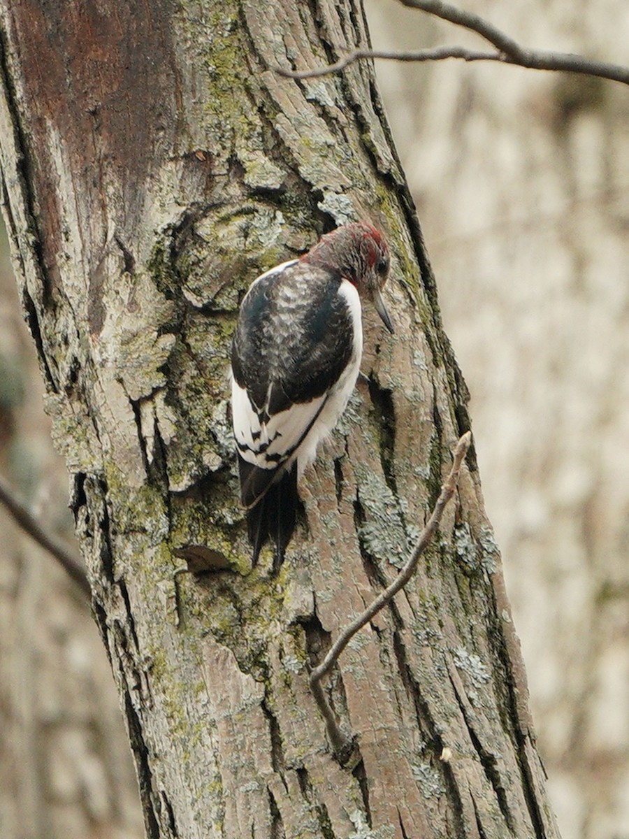 Red-headed Woodpecker - ML283217811