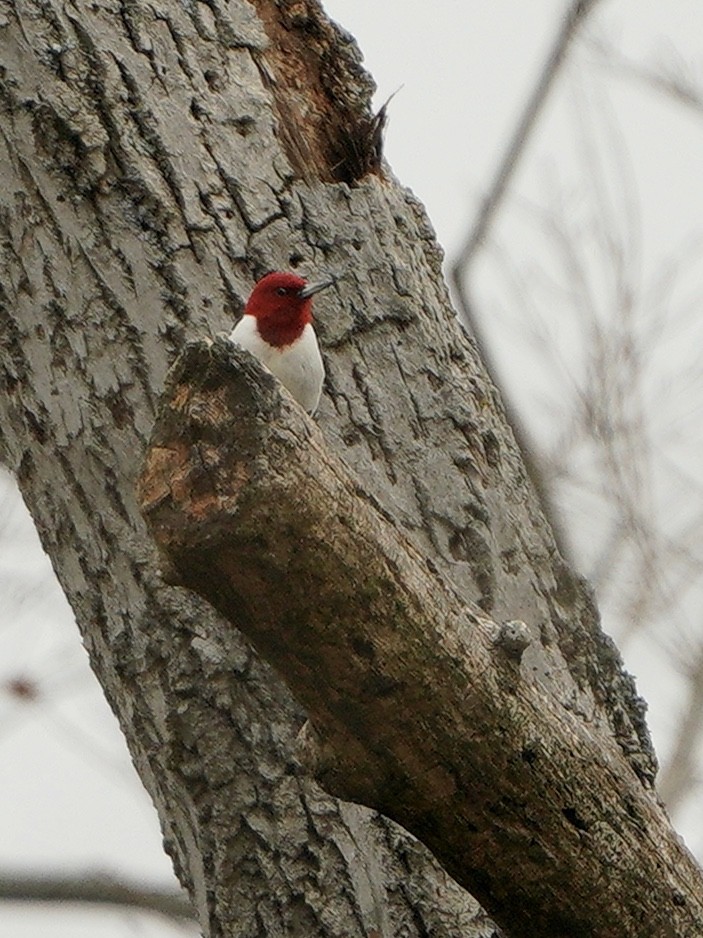 Red-headed Woodpecker - Lee Funderburg