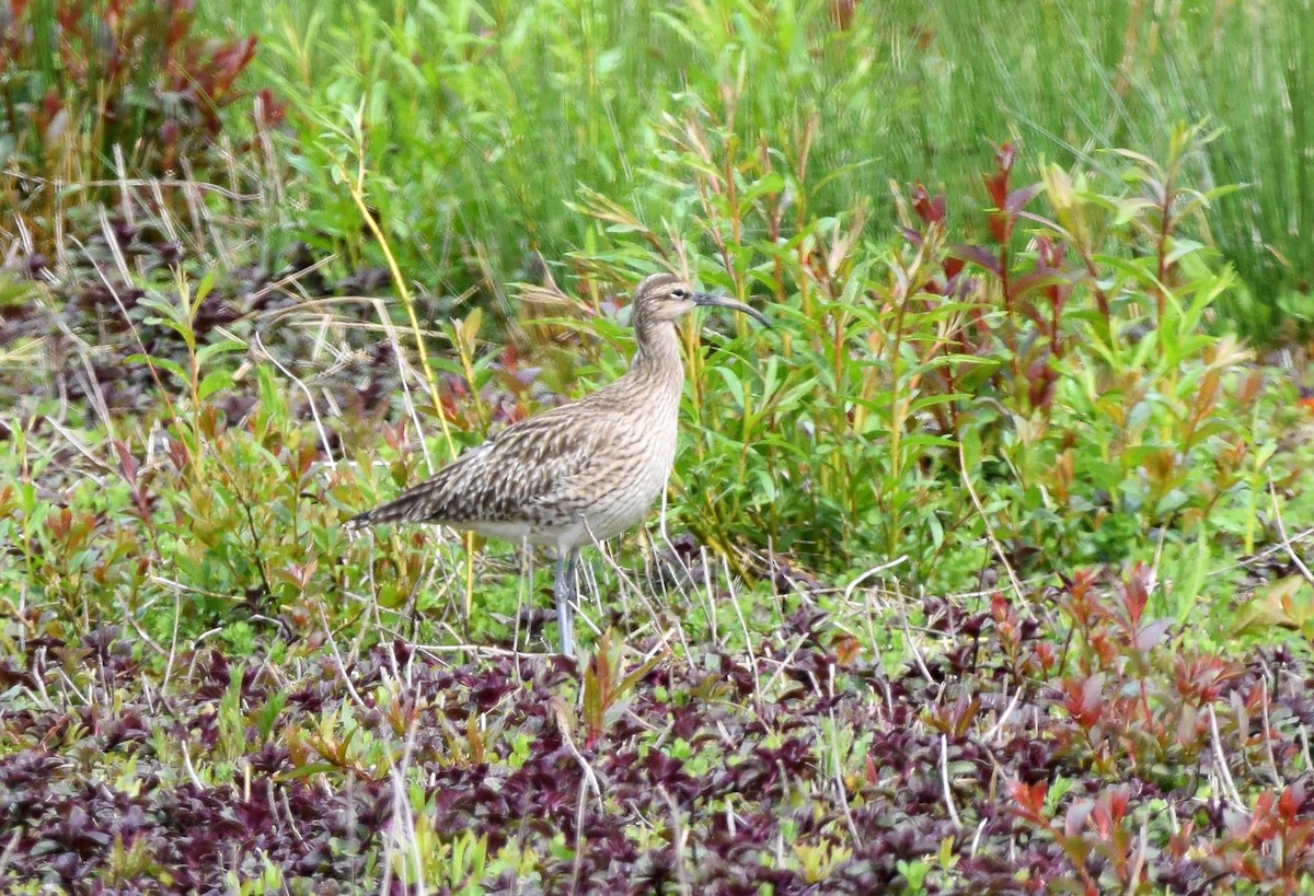 Whimbrel - A Emmerson