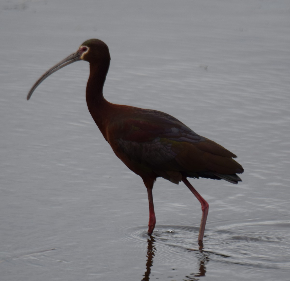 ibis americký - ML28321951