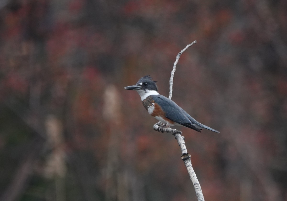 Belted Kingfisher - Frank Guenther