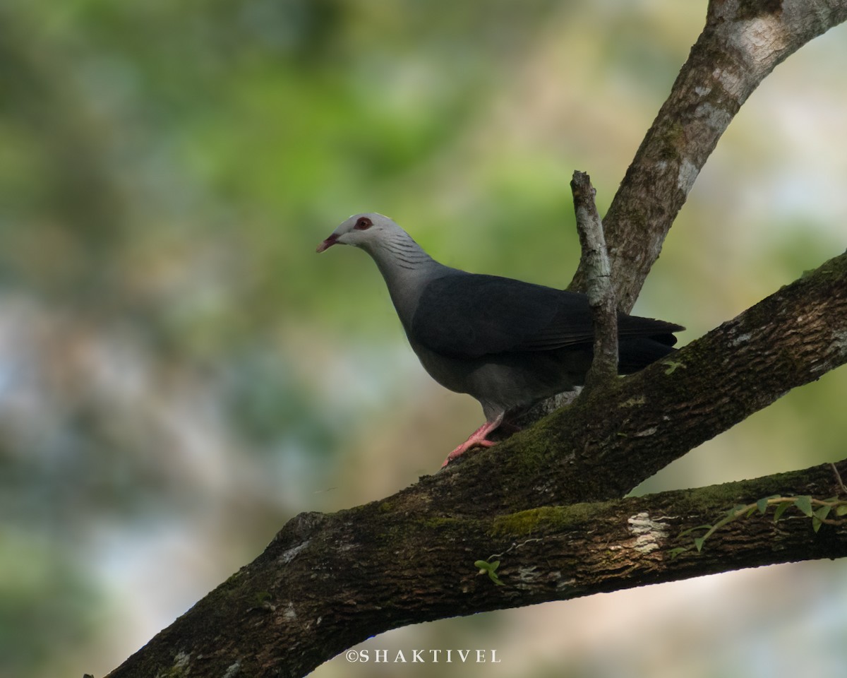 Andaman Wood-Pigeon - ML283221471