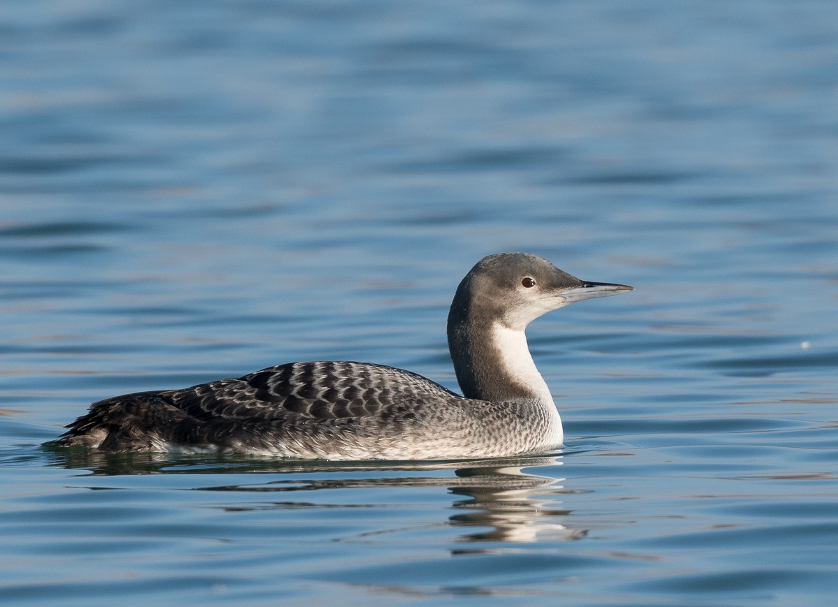 Pacific Loon - Kevin Rutherford