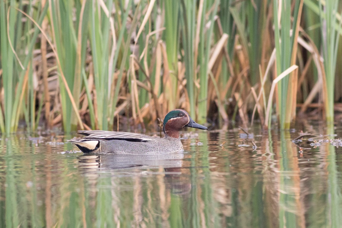 Green-winged Teal - ML283233051