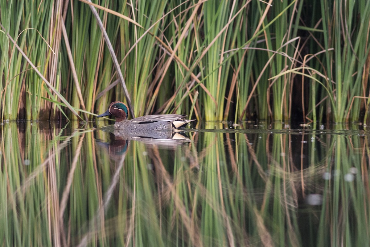 Green-winged Teal - ML283233061