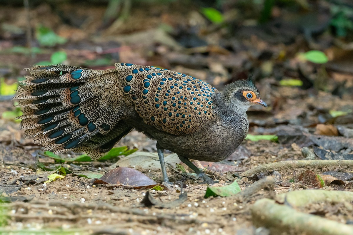 Malayan Peacock-Pheasant - Phil Chaon